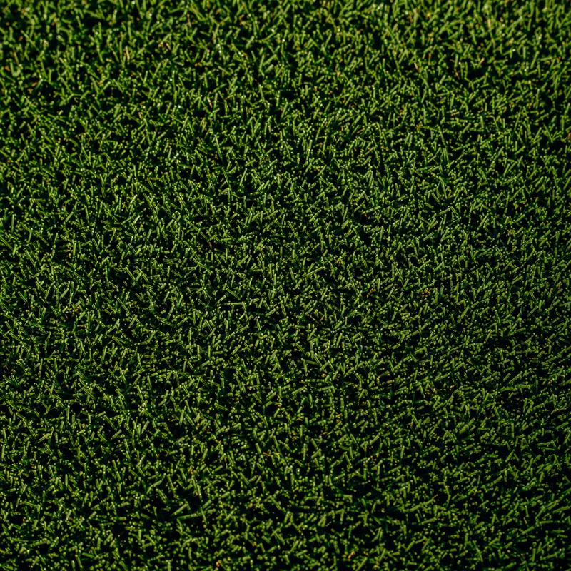 Bermuda grass texture close-up