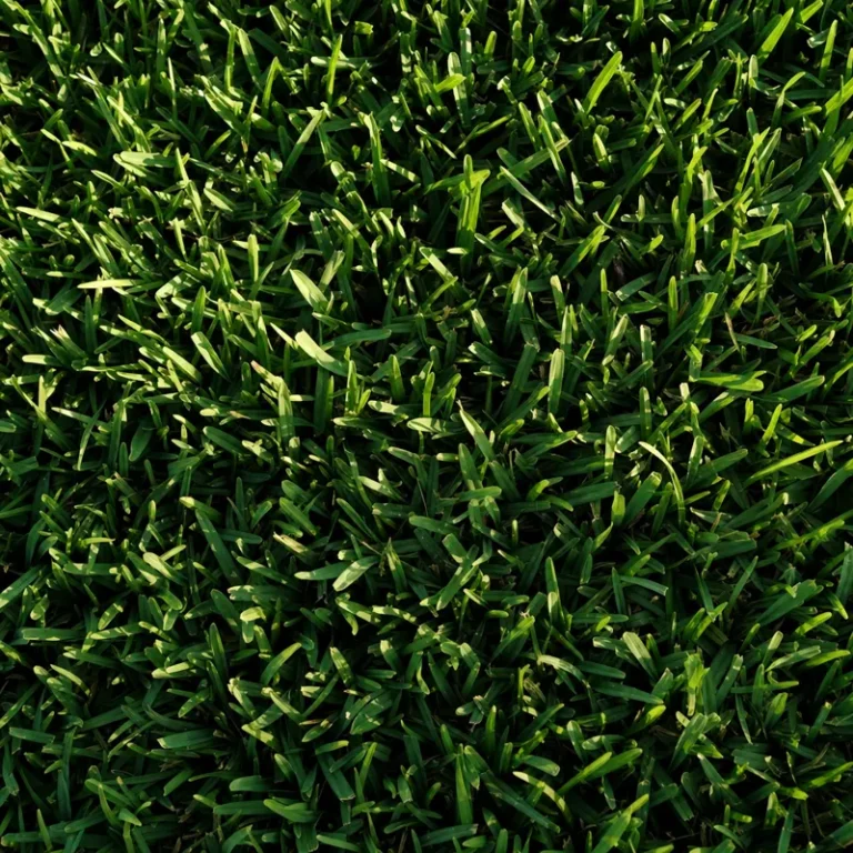 St. Augustine grass texture close-up