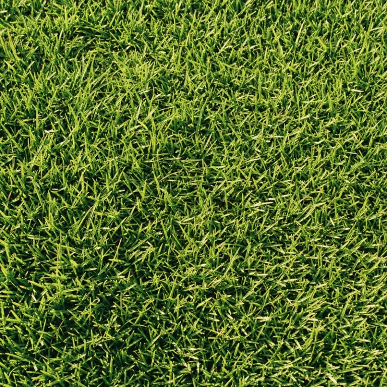Zoysia grass texture close-up