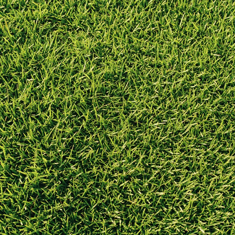 Zoysia grass texture close-up