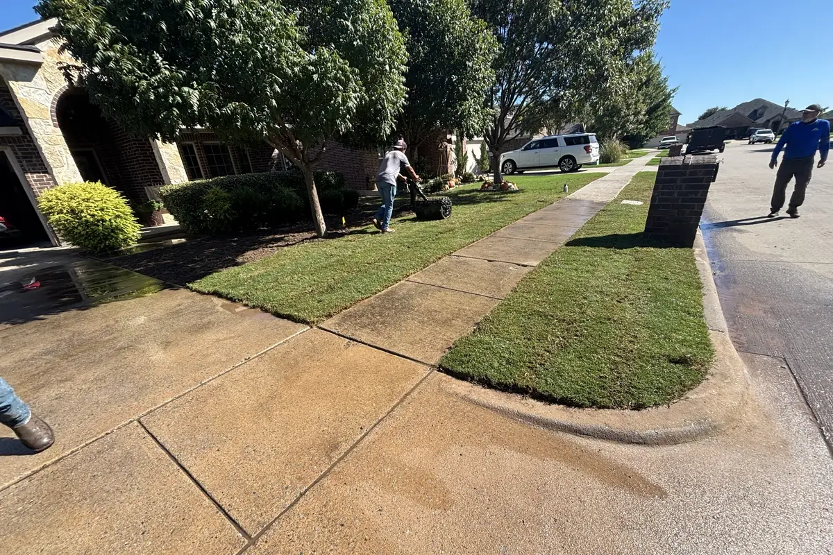 Barefoot crew rolling freshly laid sod along a sidewalk and curb strip at a home in Van Alstyne, TX