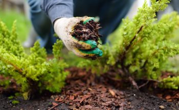 Gardener mulching with pine bark juniper plants in the yard. Seasonal works in the garden. Landscape design. Ornamental shrub juniper.