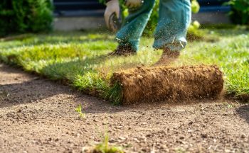 Person meticulously unrolls fresh strip of sod on prepared soil bed in their lush backyard, under soft glow of afternoon sun